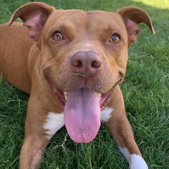 Meet your Posher, Stephanie - Picture 1 of 1